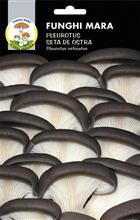 Micelio secco funghi plerotus gr.100
